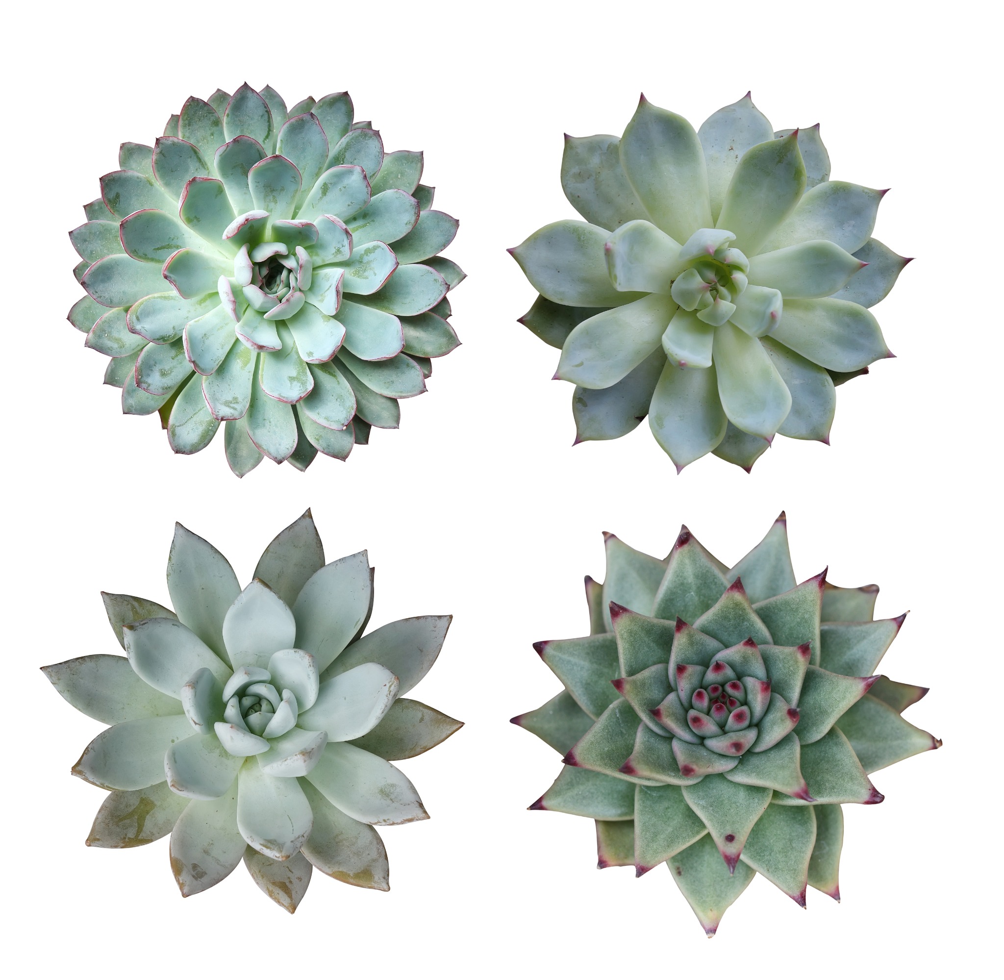 A collection of four green succulents